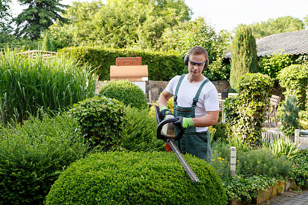 Professional Tree Removal Services in Cayuga Heights, NY